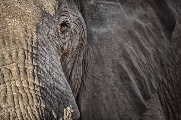 Testa di elefante — Foto Stock