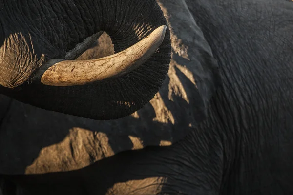 Afrikanischer Elefant — Stockfoto