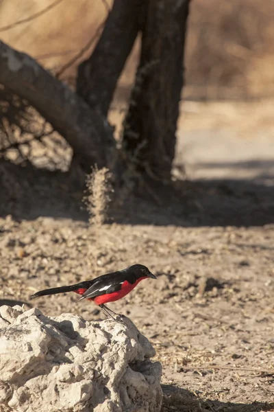 Kızıl göğüslü örümcek kuşu — Stok fotoğraf