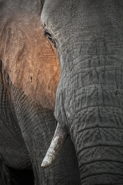 Elefantenkopf — Stockfoto