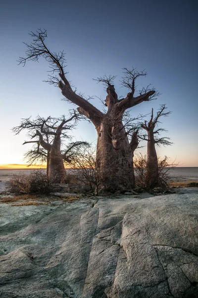 Les arbres dans le désert africain — Photo