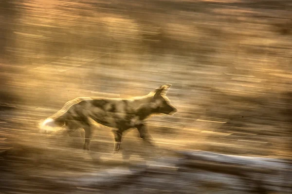 Hyena em savana africana — Fotografia de Stock