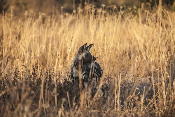 Hyena in african savannah — Stock Photo, Image