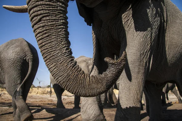Elefantengruppe — Stockfoto