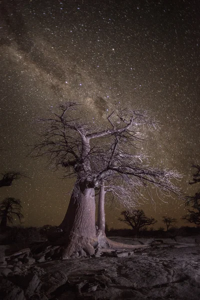 Baobab árboles por la noche — Foto de Stock