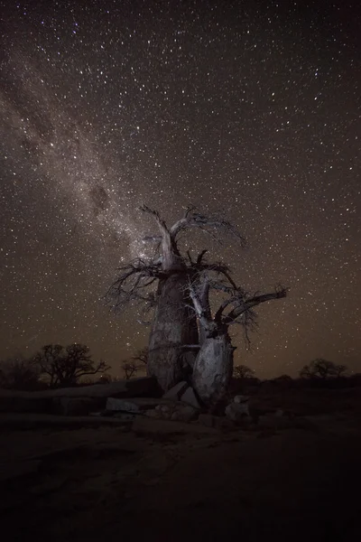 Baobab Bäume in der Nacht — Stockfoto