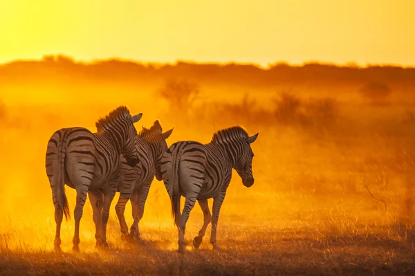 Trzy dziki zebry — Zdjęcie stockowe
