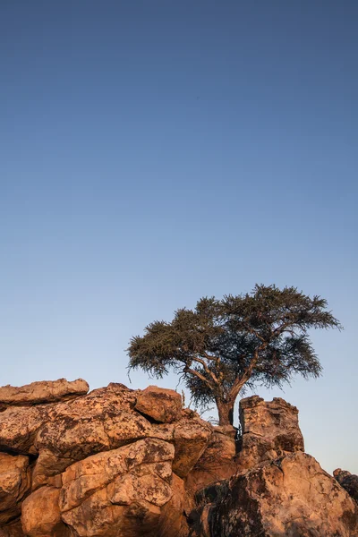 Granite rocks and tree — Stock Photo, Image