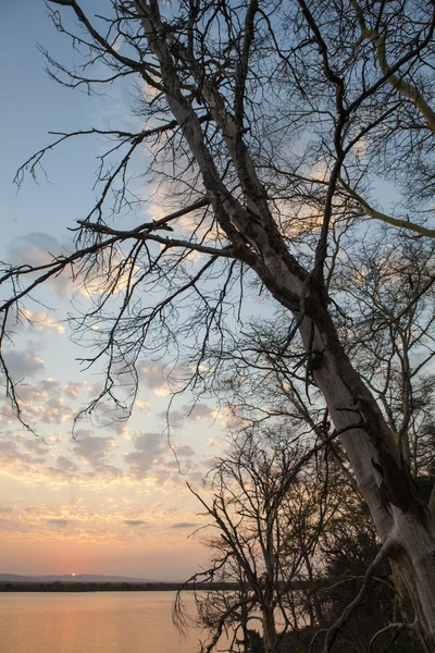 Albero al tramonto — Foto Stock