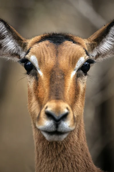 Impala antílope — Fotografia de Stock