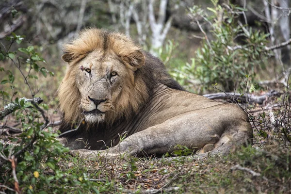 Büyük aslan yalan — Stok fotoğraf