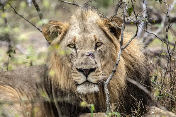 Grande leone sdraiato — Foto Stock