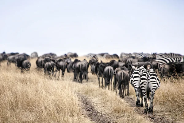 Wildebeest e zebre — Foto Stock