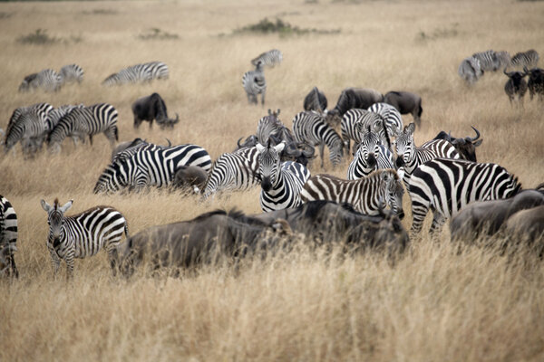 Wildebeests and Zebras, Africa