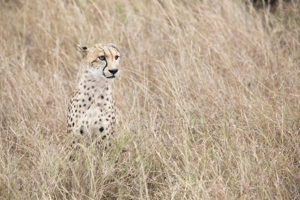 Gepard lov, Afrika — Stock fotografie