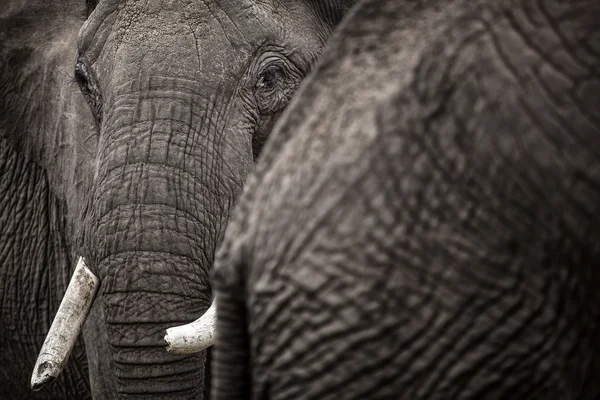 Grandes elefantes africanos — Fotografia de Stock