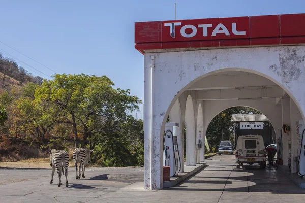 Zebras perto do posto de gasolina — Fotografia de Stock