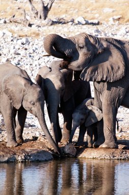 Family group of African elephants clipart