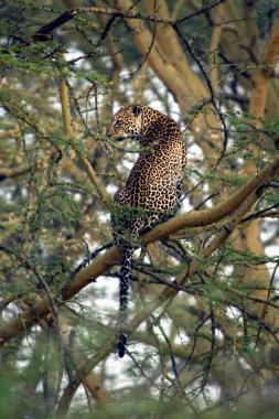Leopard on tree clipart