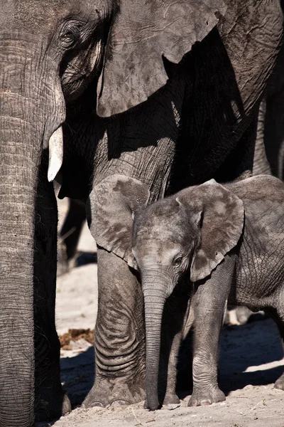 Afrikanische Elefanten — Stockfoto