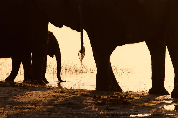 Afrikanska elefanter — Stockfoto