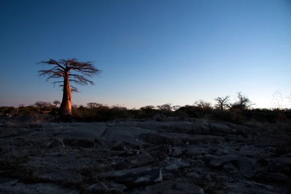 Albero di baobab africano — Foto Stock