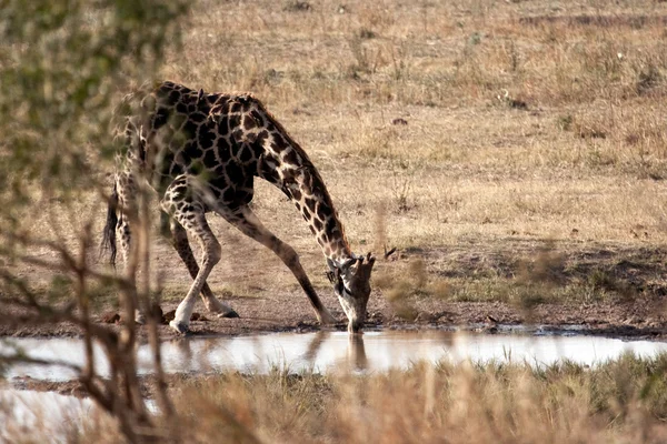 Giraffe drinkwater — Stockfoto