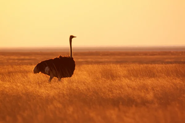 Avestruz no Parque Nacional de Etosha — Fotografia de Stock