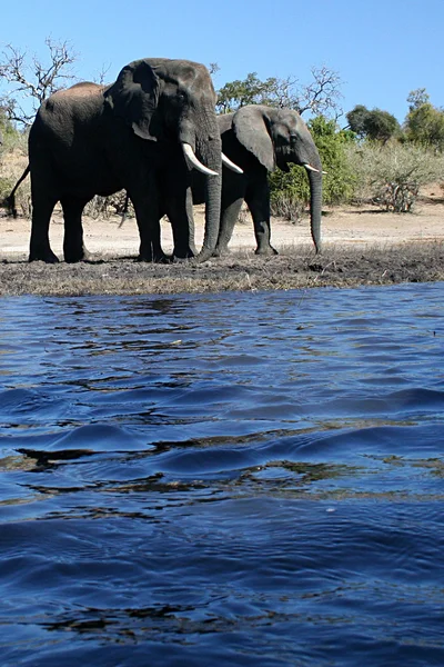 Πόσιμο ελέφαντες — Φωτογραφία Αρχείου