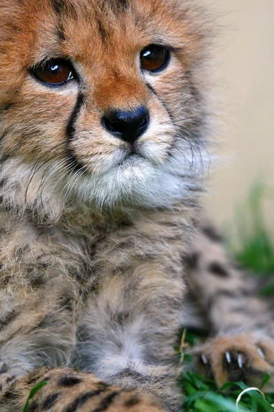 Jonge cheetah kat — Stockfoto