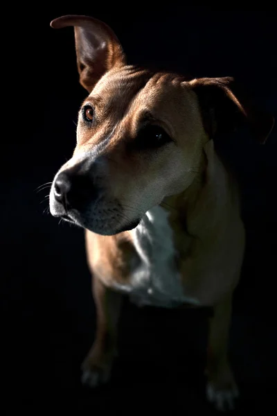 American staffordshire terrier — Foto de Stock