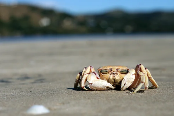 Krabba på stranden, Sydafrika — Stockfoto