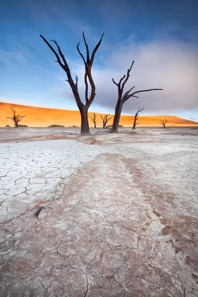 Deadvlei, Namib Naukluft Nationalpark — Stock Photo, Image