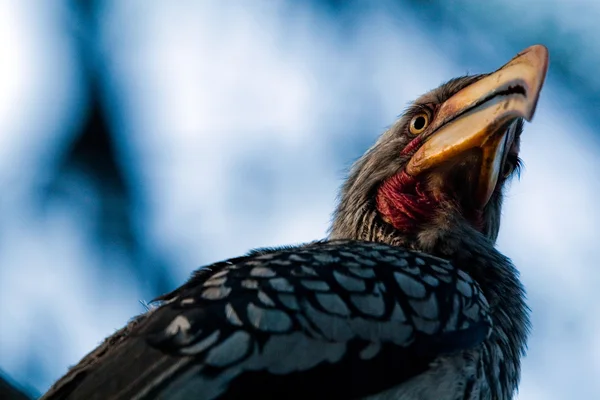 Pájaro pico de cuerno en árbol —  Fotos de Stock