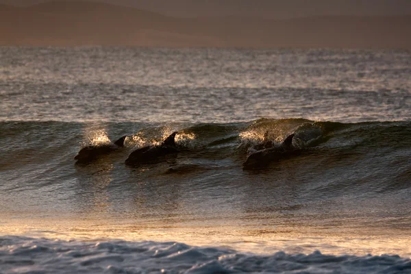 Дельфины на волне — стоковое фото