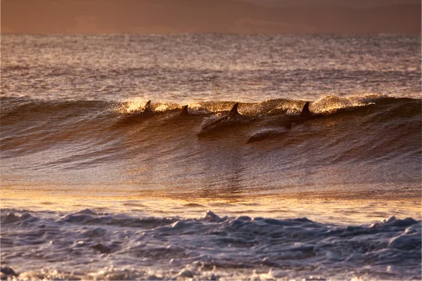 Delfiner leker i havets solnedgång — Stockfoto