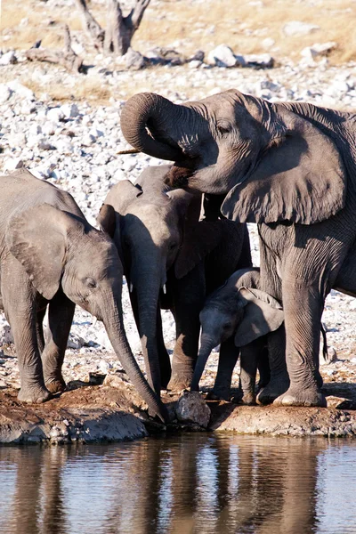 Rodinná skupina afrických slonů — Stock fotografie