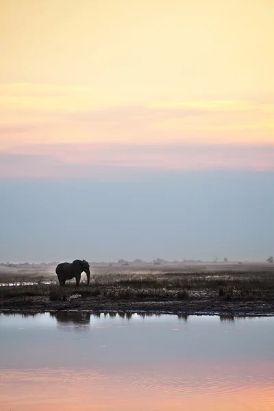 Elefante em pé em um buraco de rega — Fotografia de Stock