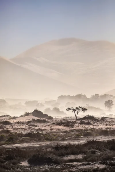 Boom in de woestijn in Namibië — Stockfoto