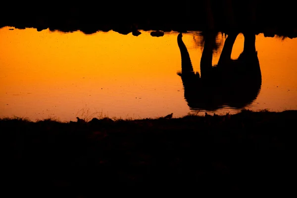 Silhouette elephants over sunset with reflection — Stock Photo, Image
