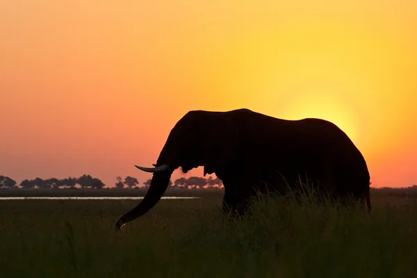 Olifant silhouet tegen gouden zonsondergang — Stockfoto