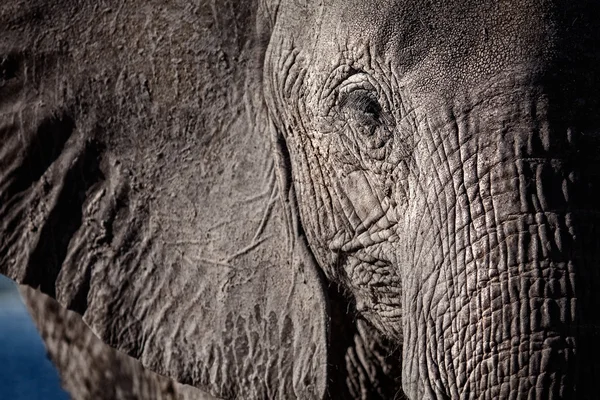 Elefante africano —  Fotos de Stock