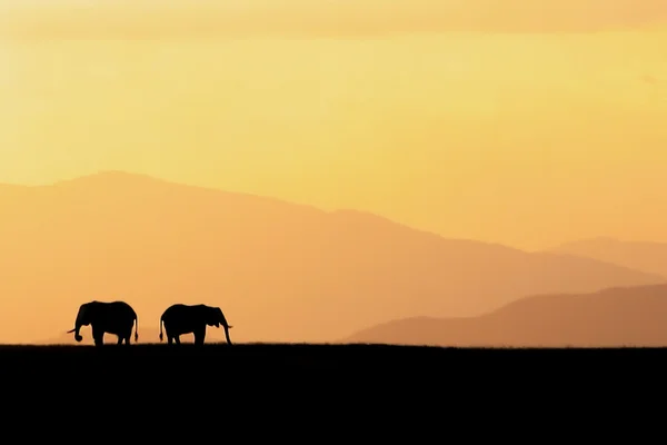 Silueta de elefantes contra la puesta de sol africana — Foto de Stock