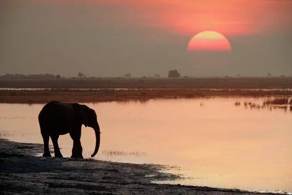 Drinking elephants — Stock Photo, Image