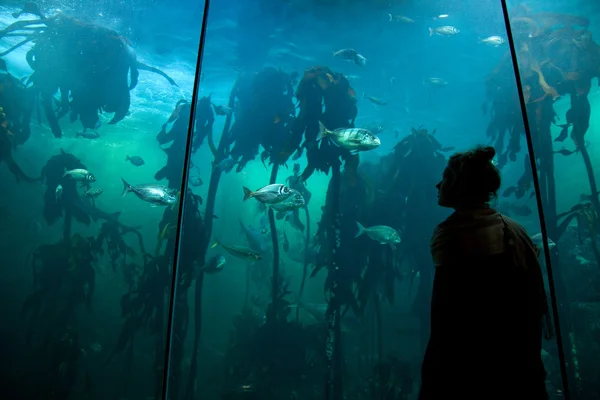 Mujer viendo peces —  Fotos de Stock