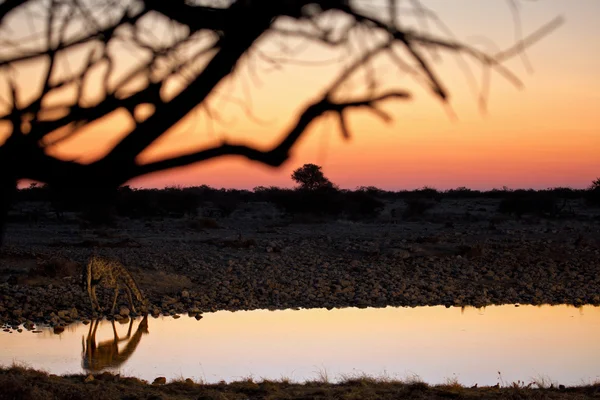 日落时的长颈鹿在水坑里喝酒 — 图库照片