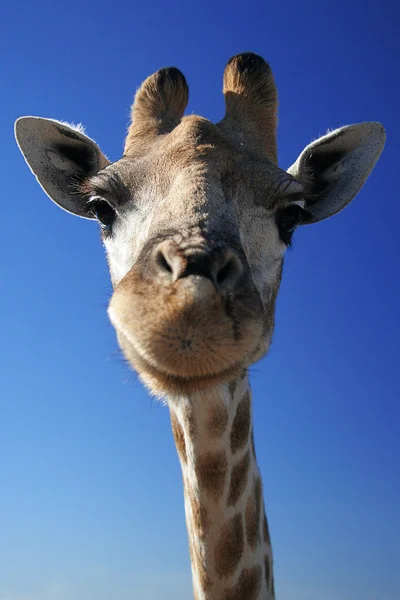 Giraffe tegen de blauwe hemel — Stockfoto