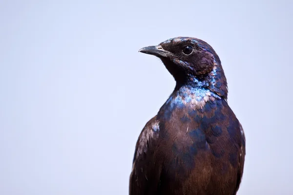 Glossy starling — Stock Photo, Image