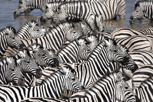 Zebra's op gieter gat — Stockfoto