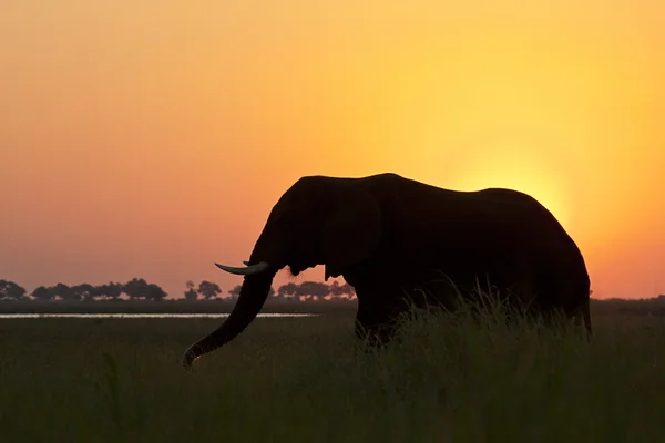 Silhouette éléphant — Photo